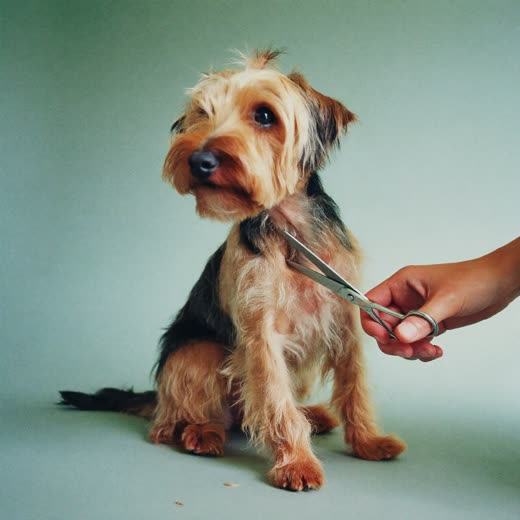 A terrier having its coat trimmed with scissors