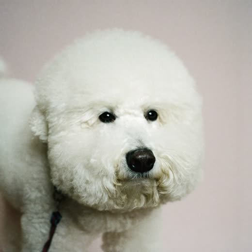 A freshly blow-dried fluffy dog